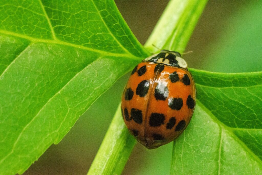 Ladybirds Swarm UK Homes This Week